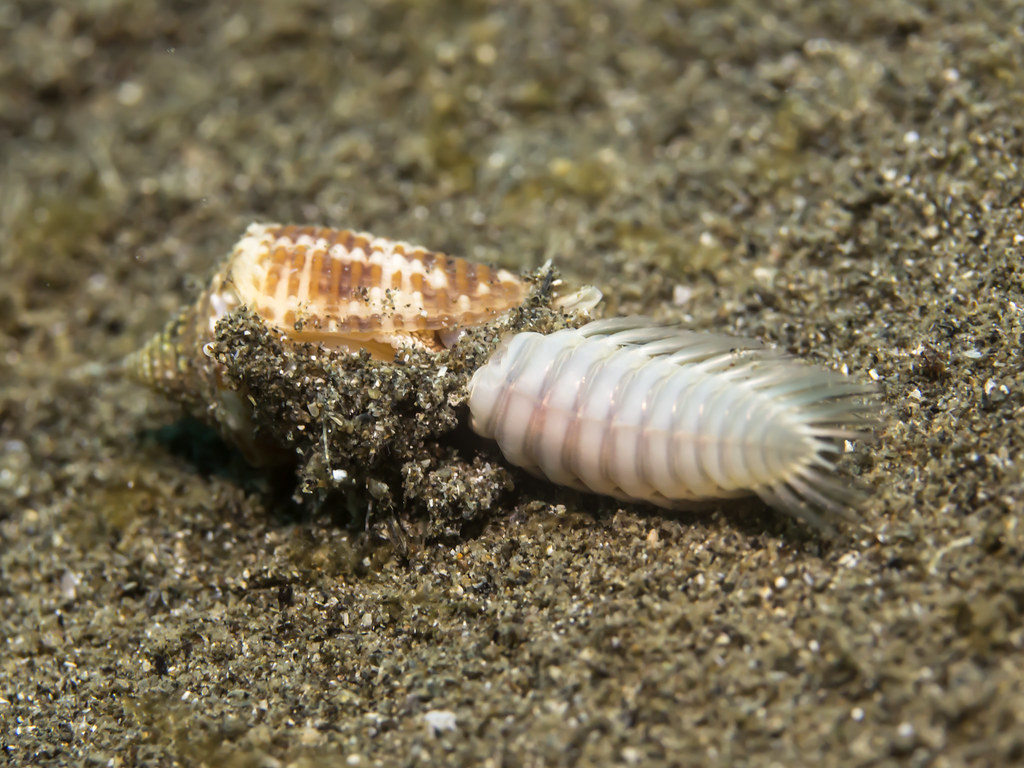 Cone snails (Conus species)