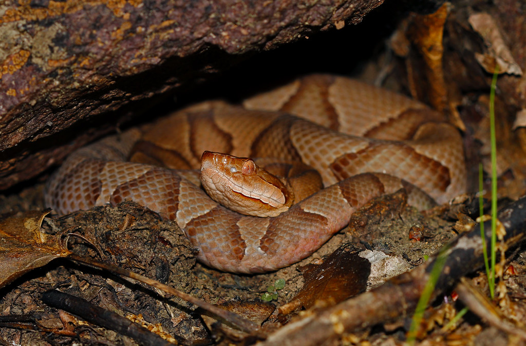 Climate Change and Shifting Snake Distributions