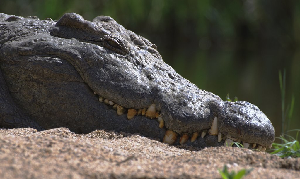 Nile crocodile