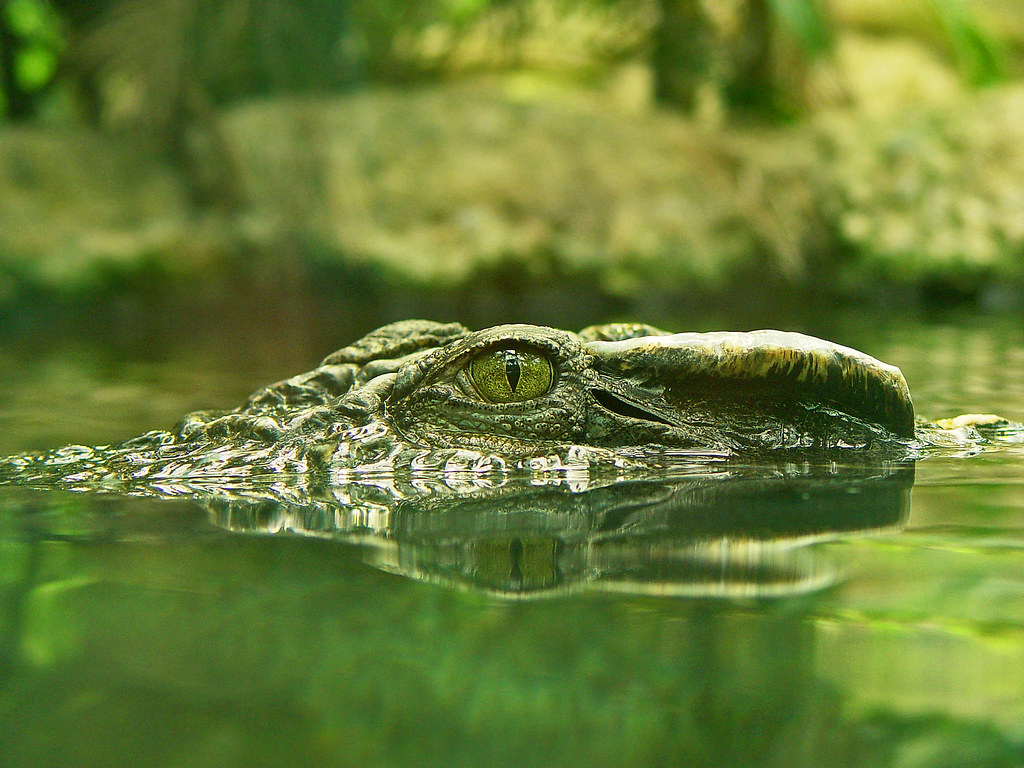 The Impressive Cerebellum of Crocodilians