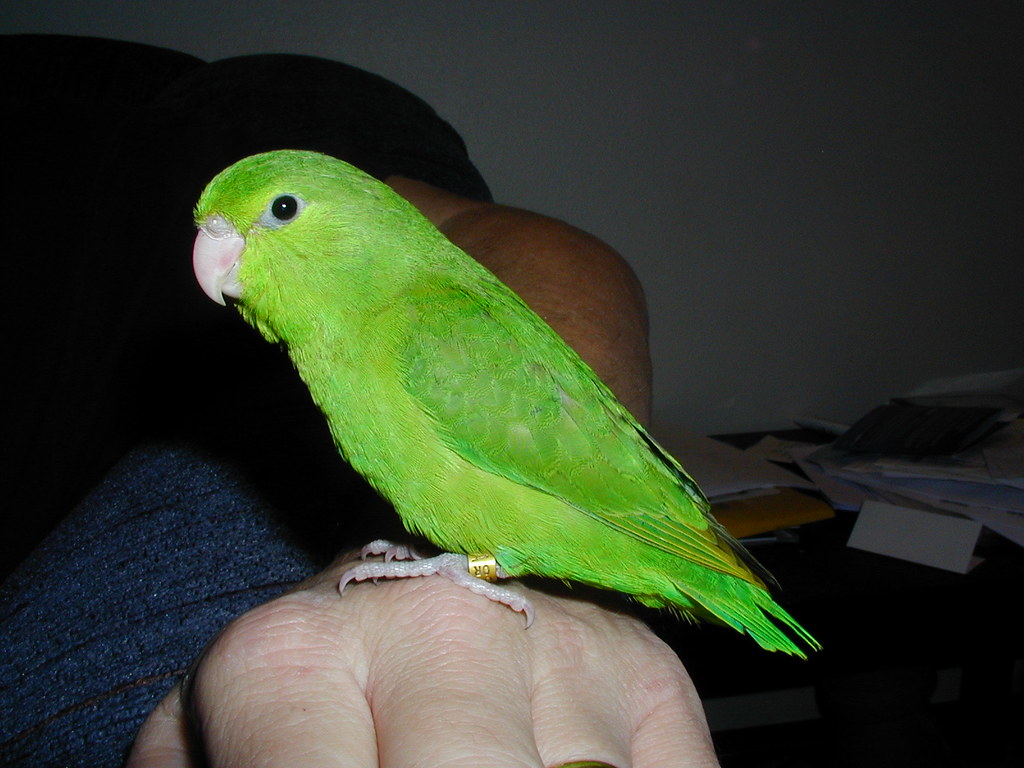 Fledgling Green-Rumped Parrotlet