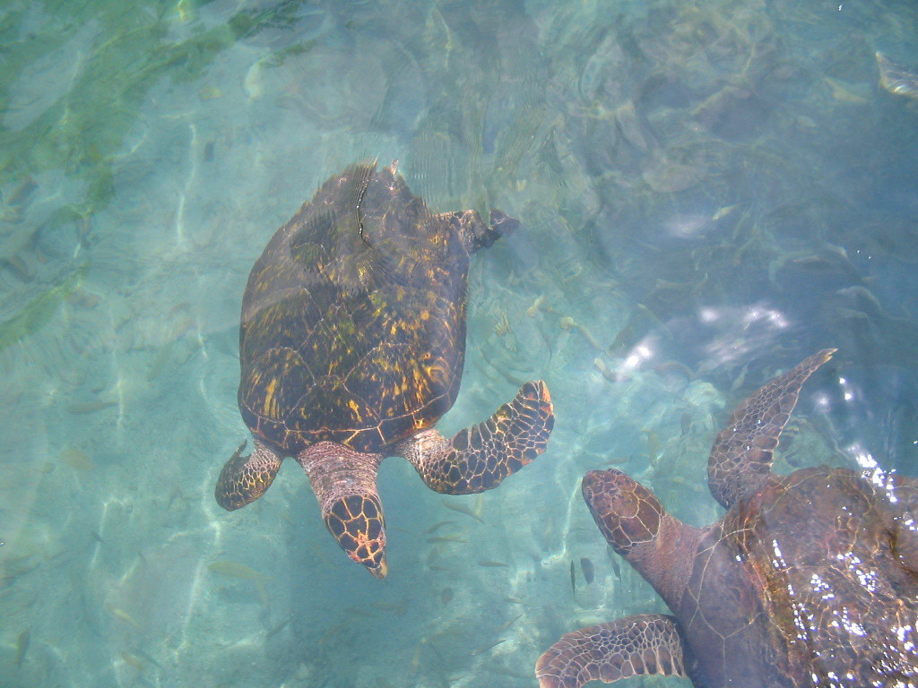 turtle