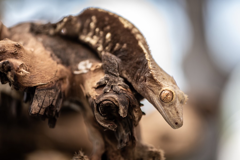 Crested Gecko (New Caledonia)
