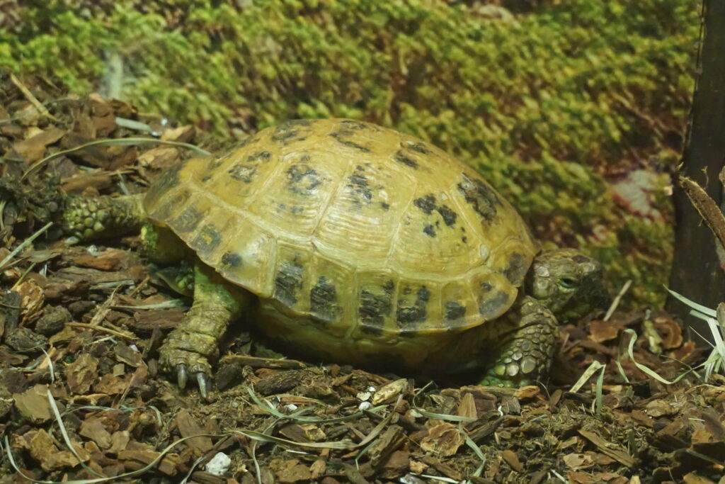 Milwaukee Public Museum March 2023 20 (Survival of the Slowest--Russian tortoise)