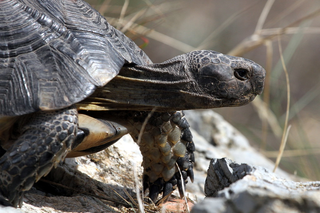 Marginated Tortoise