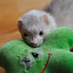 Laundry Practices for Ferret Bedding and Toys
