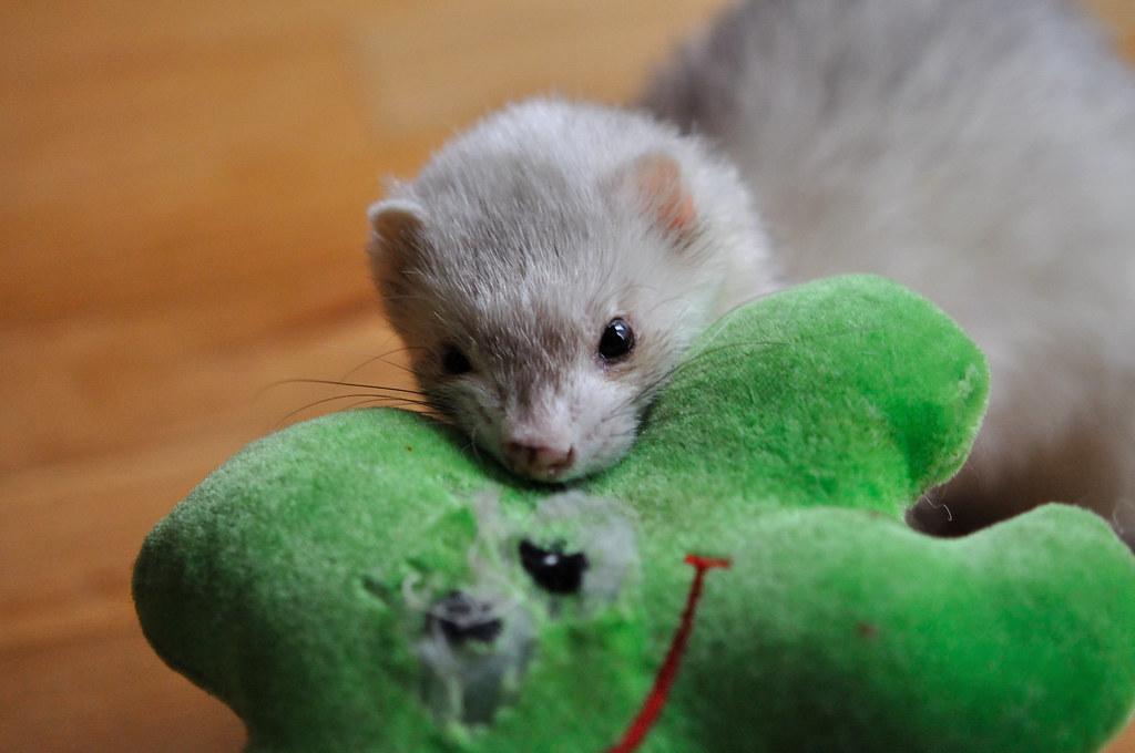 Laundry Practices for Ferret Bedding and Toys