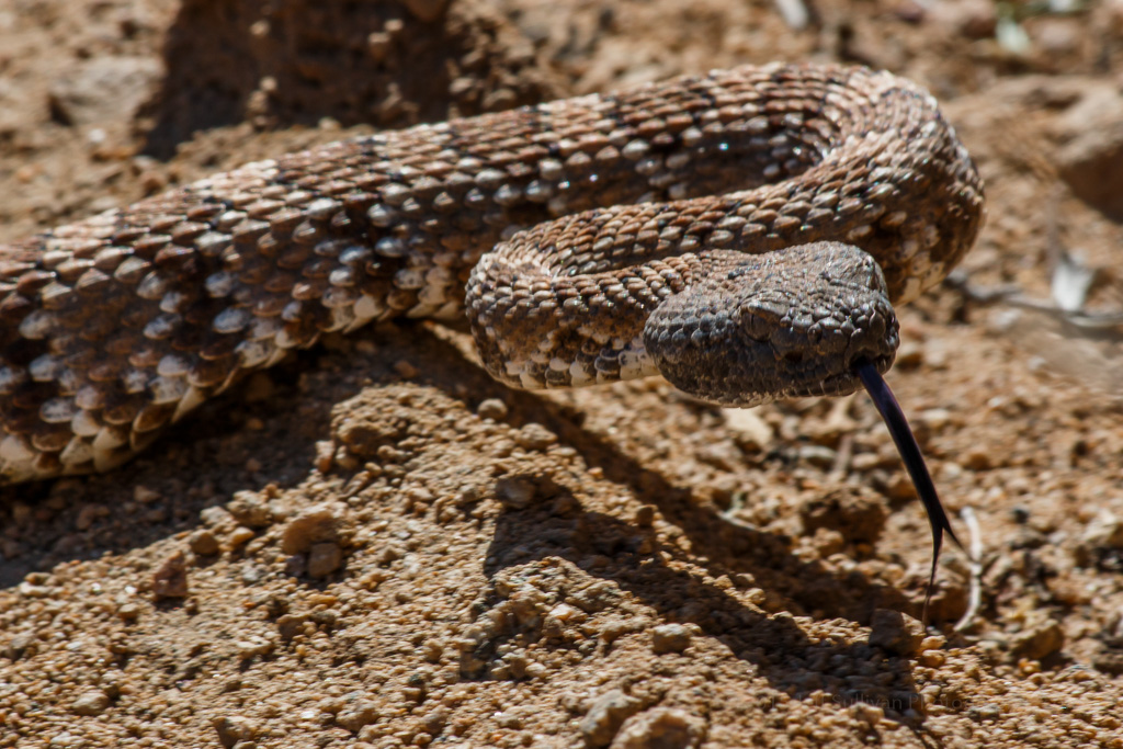 Ecological Importance of Venomous Snakes