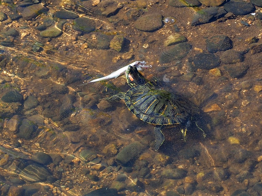 Aquatic Turtle Nutrition