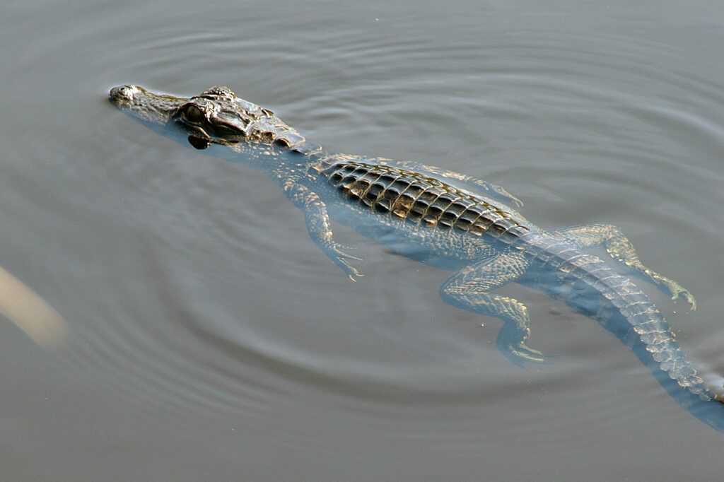 Land Speed vs. Water Speed: A Dramatic Difference