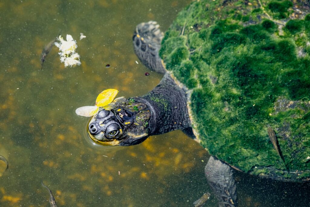 Dealing with Stubborn Algae Growth
