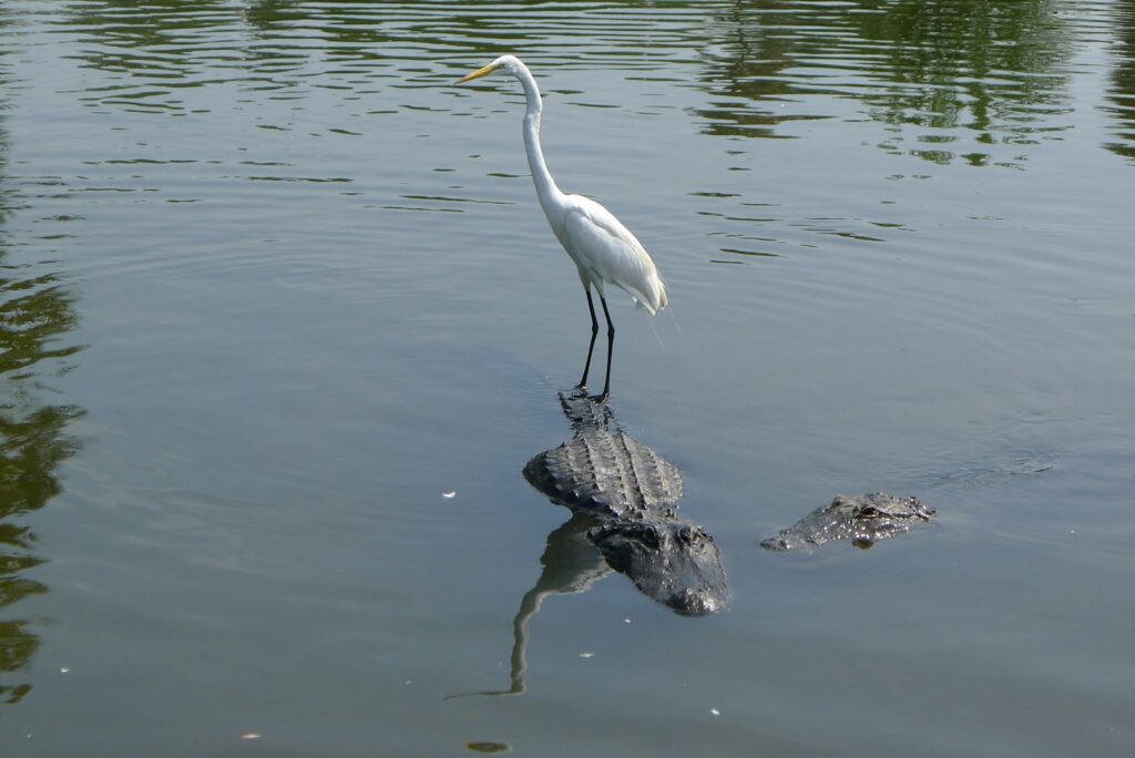 Alligators Use Tools for Hunting