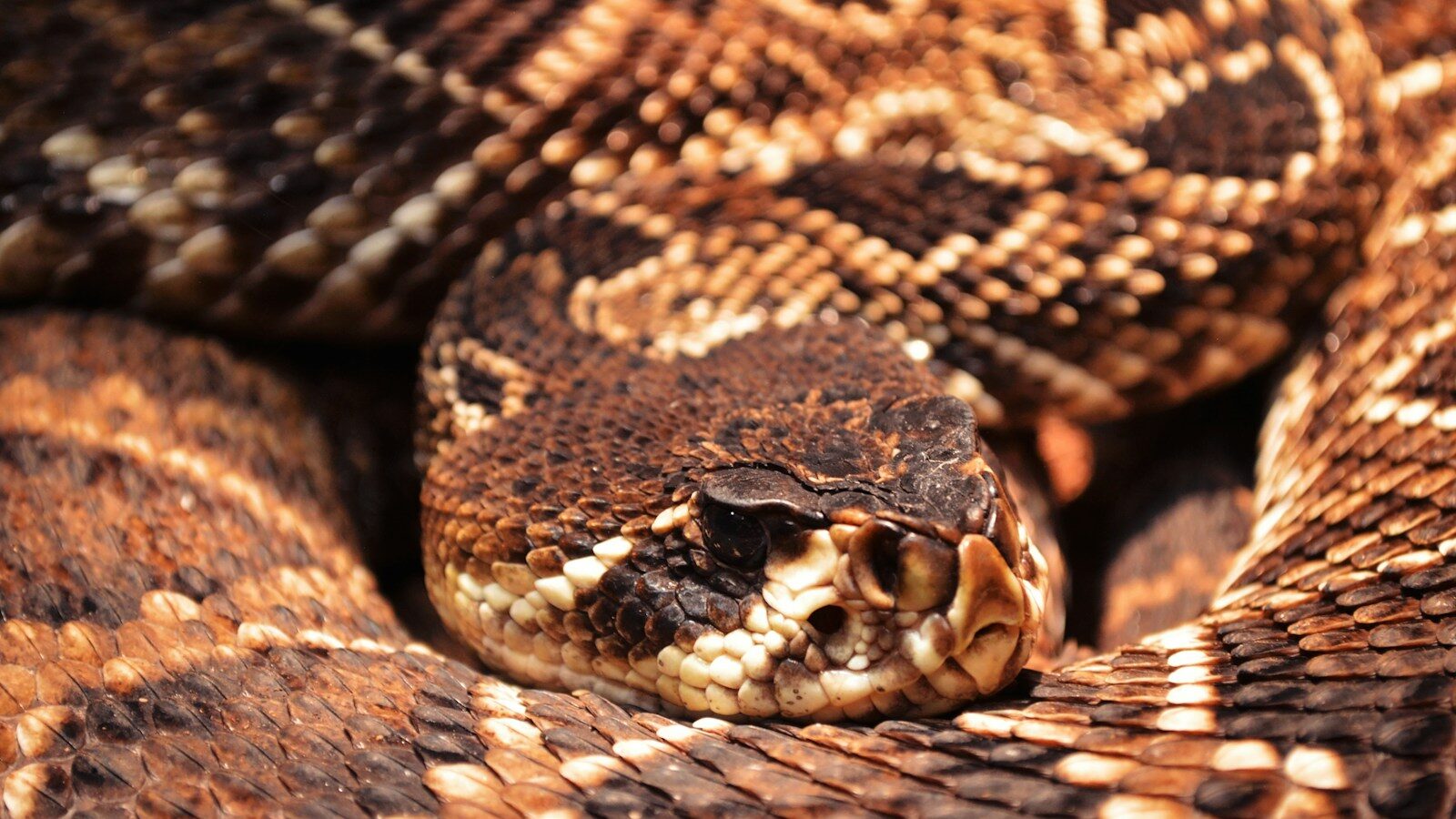 black and white snake skin