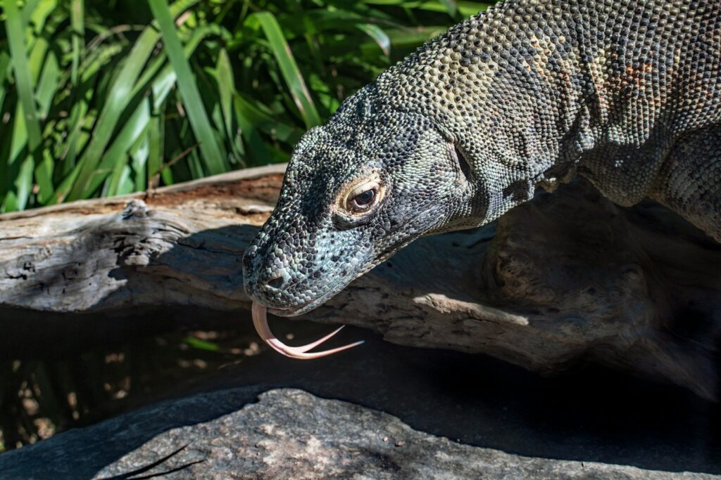 brown and black Komodo dragon on brown wood log