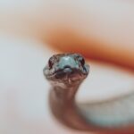gray baby snake