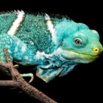 Fijian Iguanas (Brachylophus spp.)