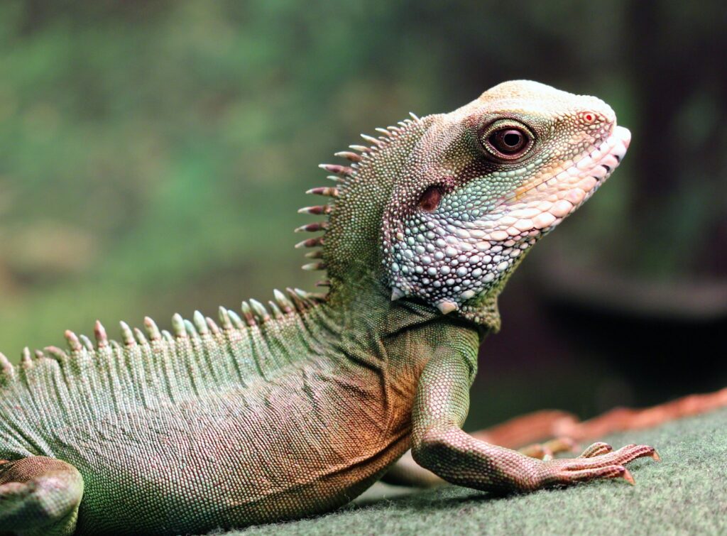 a close up of a lizard on a rock