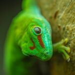 6. Madagascar Day Gecko (Phelsuma grandis)