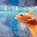 orange fish in fish tank