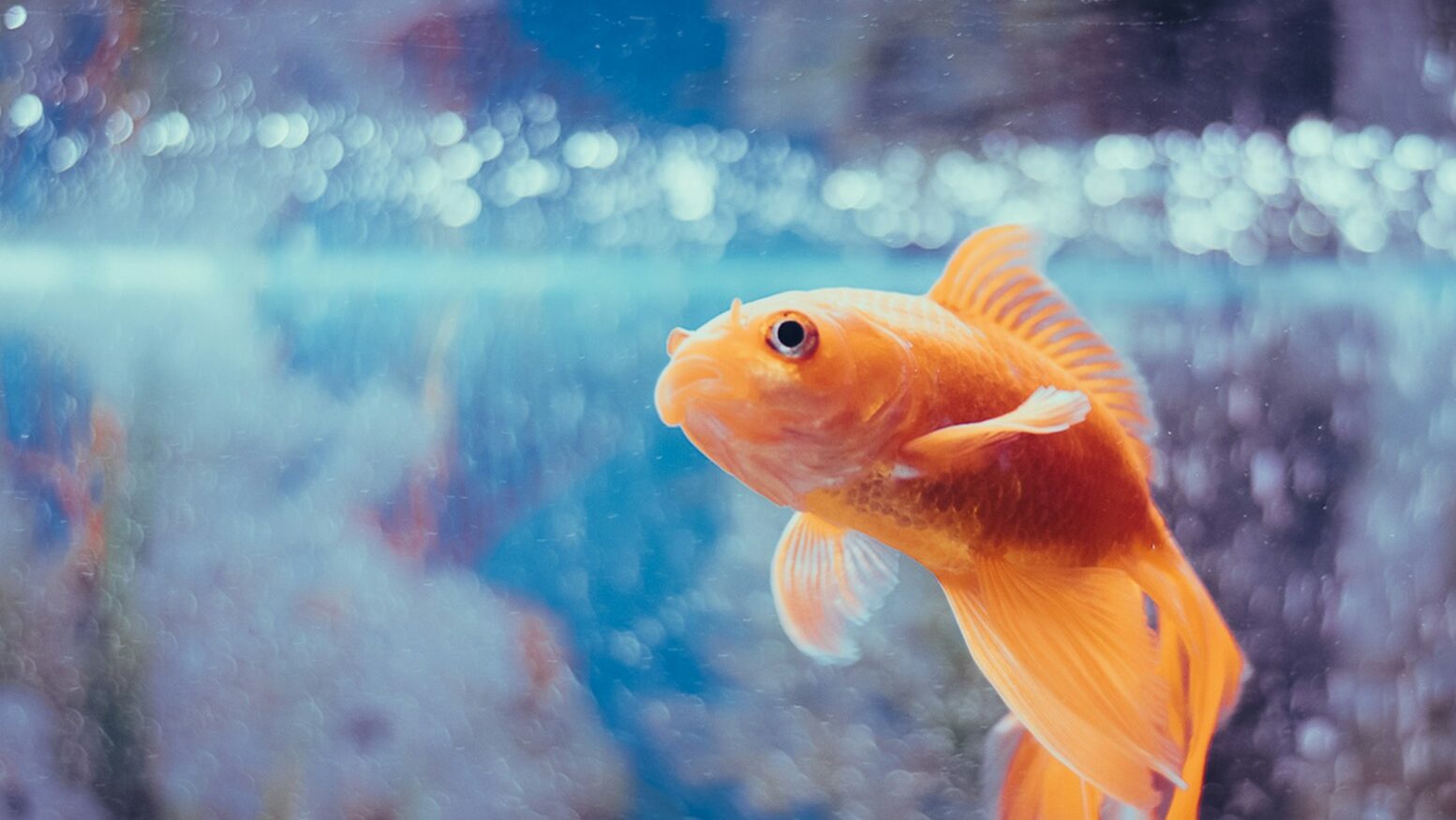 orange fish in fish tank