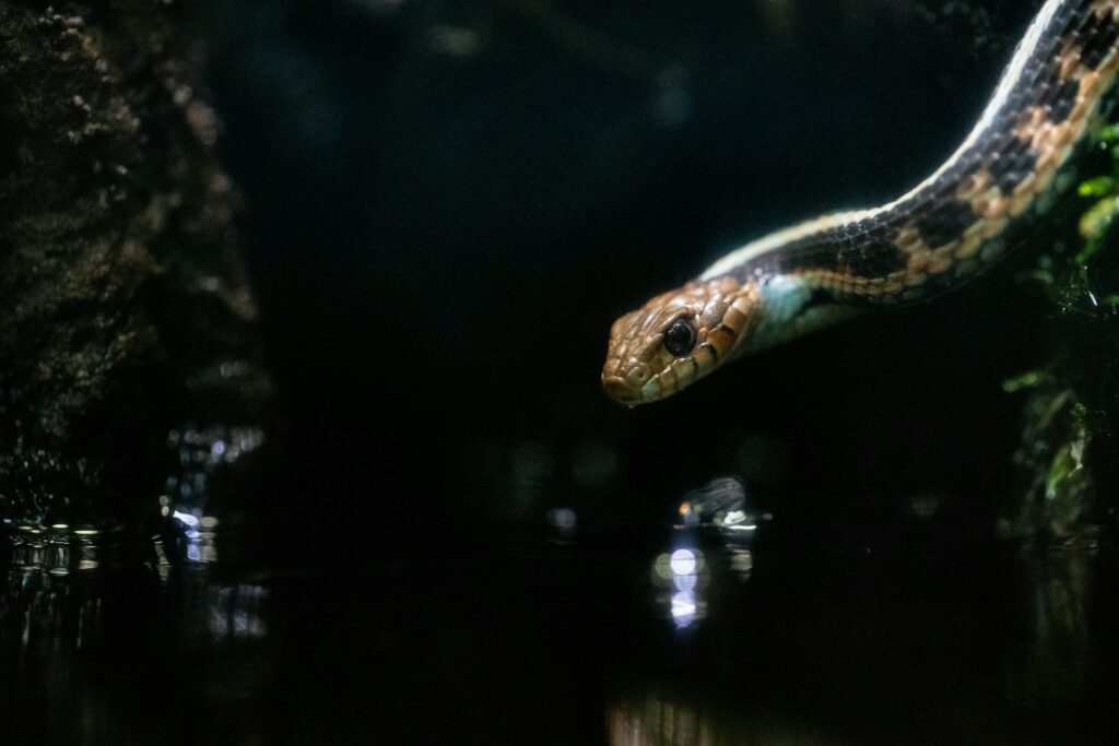 a snake in the dark with its mouth open