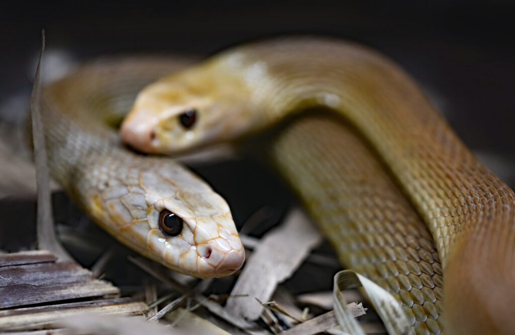 Preparing Reptiles for Reintroduction