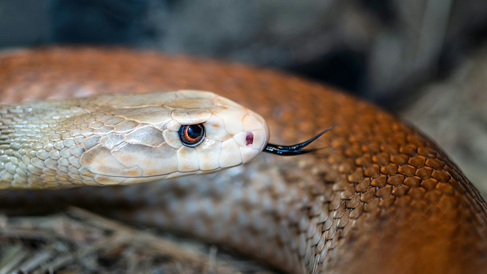 a snake with a long neck