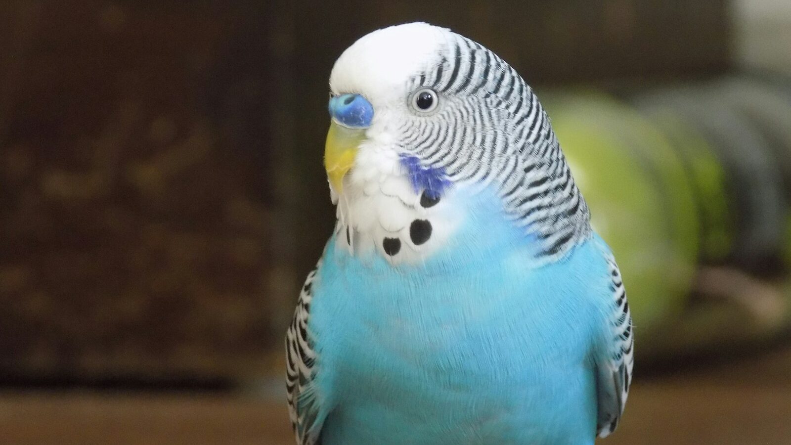 blue white and yellow bird