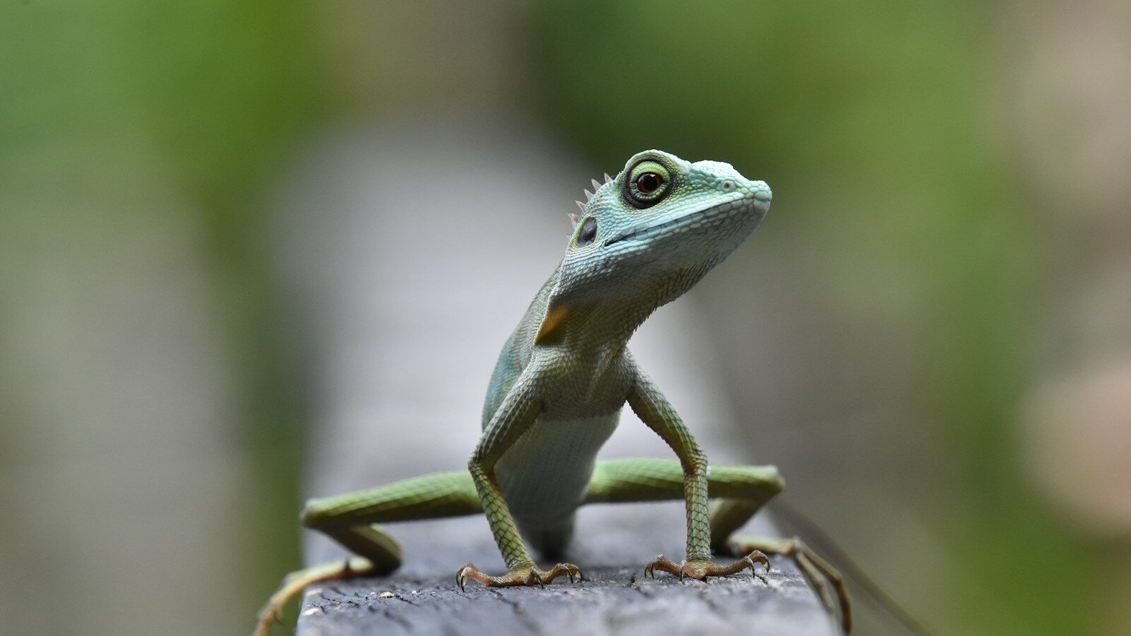 green lizard