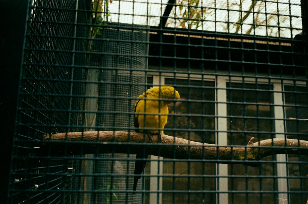 Adapting the Cage as Your Bird Ages
