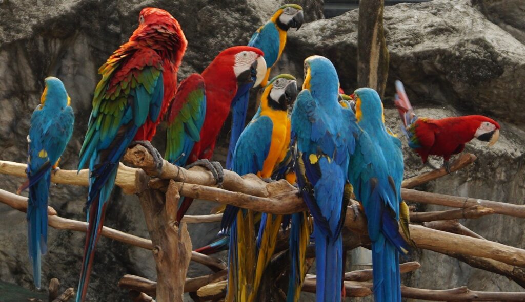 red blue yellow and green parrots on brown tree branch