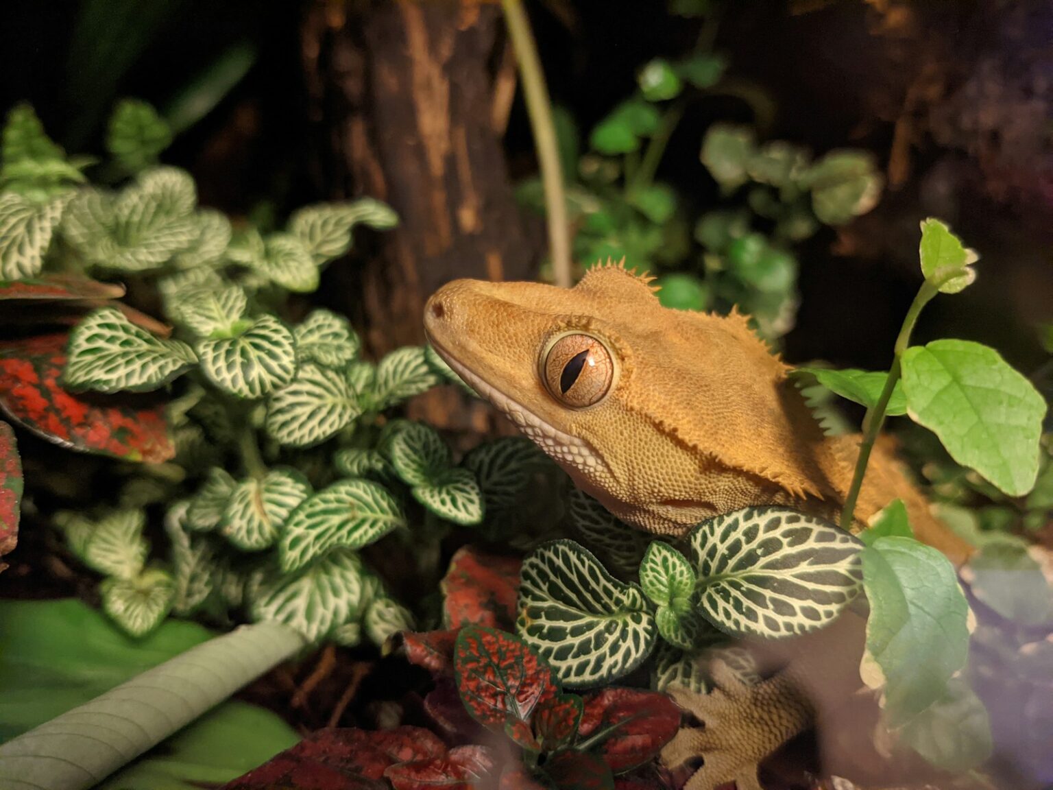10 Fun Facts About Crested Geckos That Might Surprise You