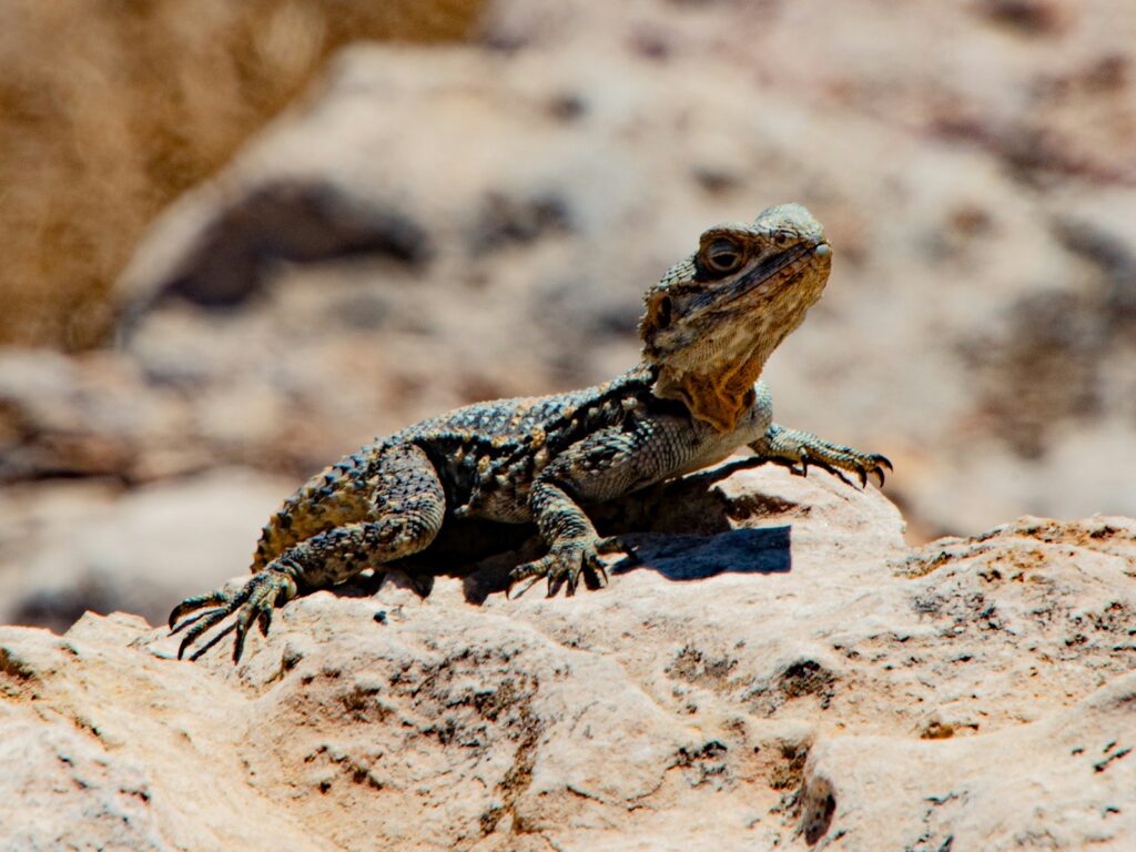 a lizard sitting on top of a rock
