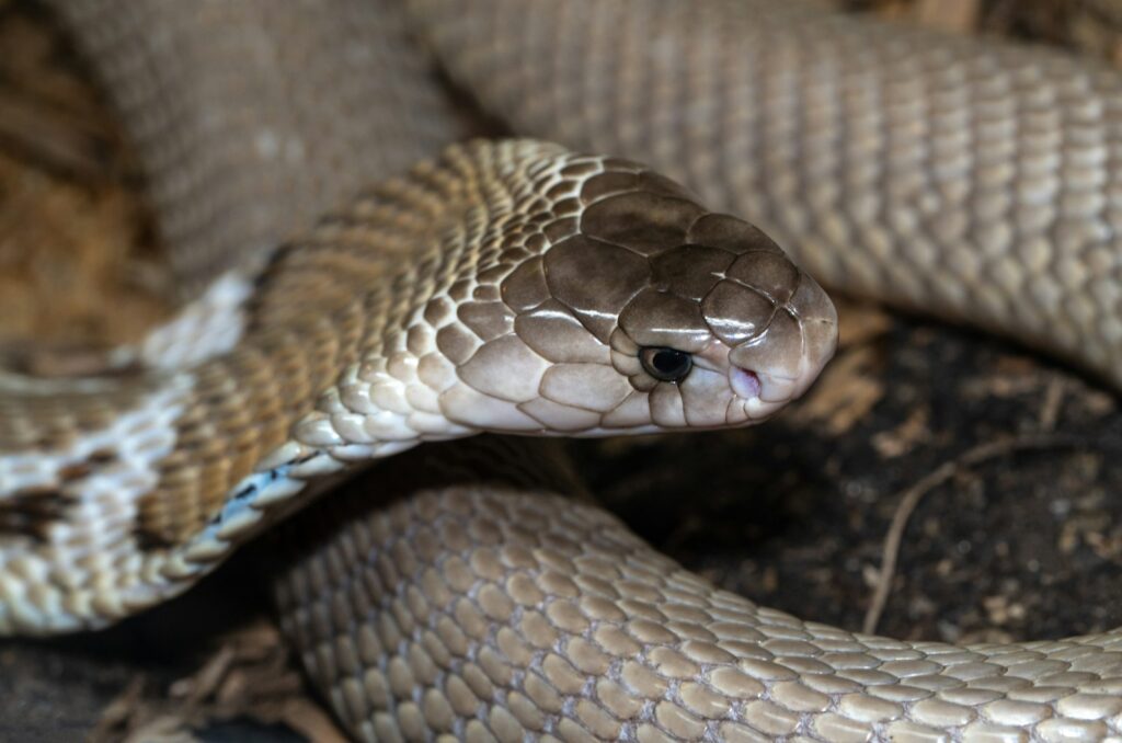 King Cobras: Venomous Giants Worth Mentioning