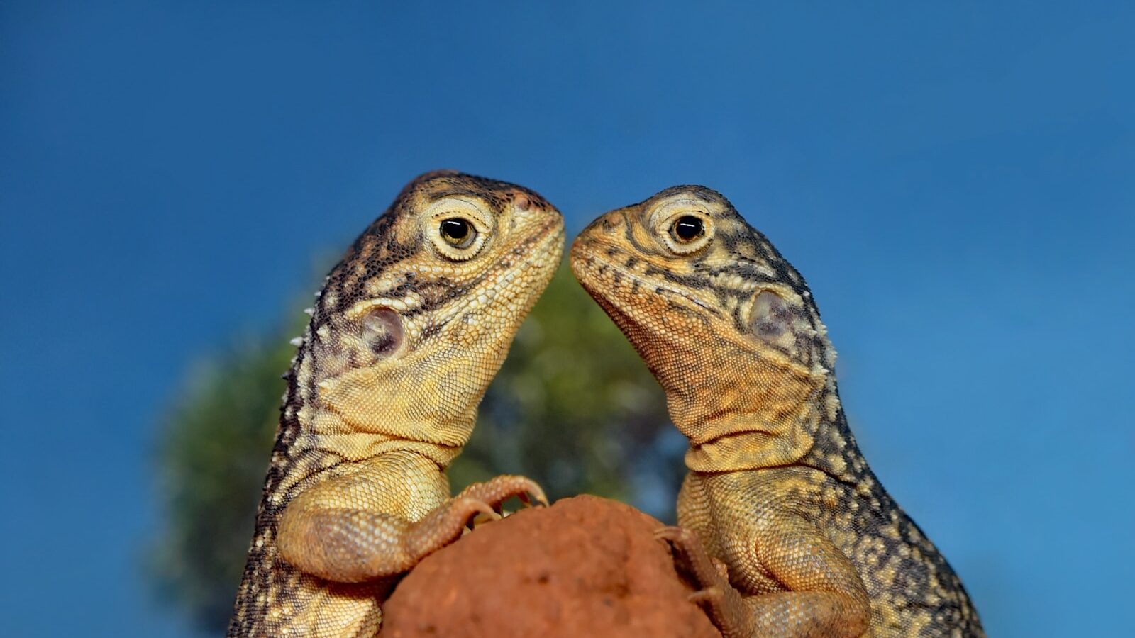 two rifles kissing