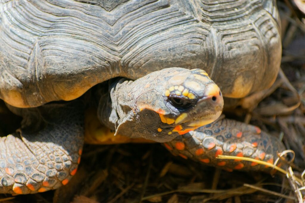 a close up of a turtle on the ground