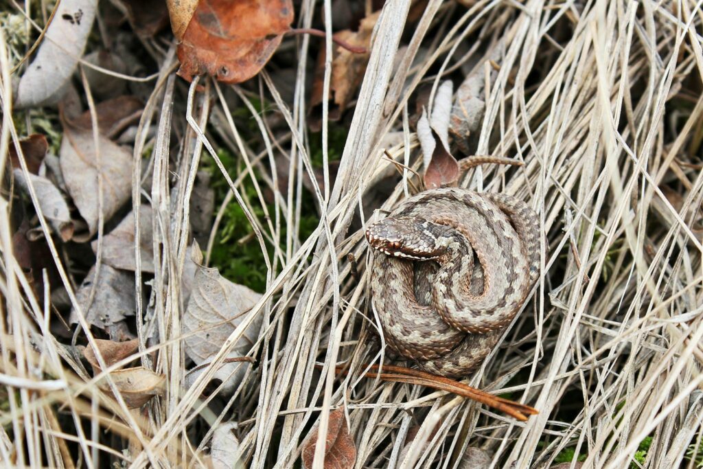 a snake that is sitting in the grass