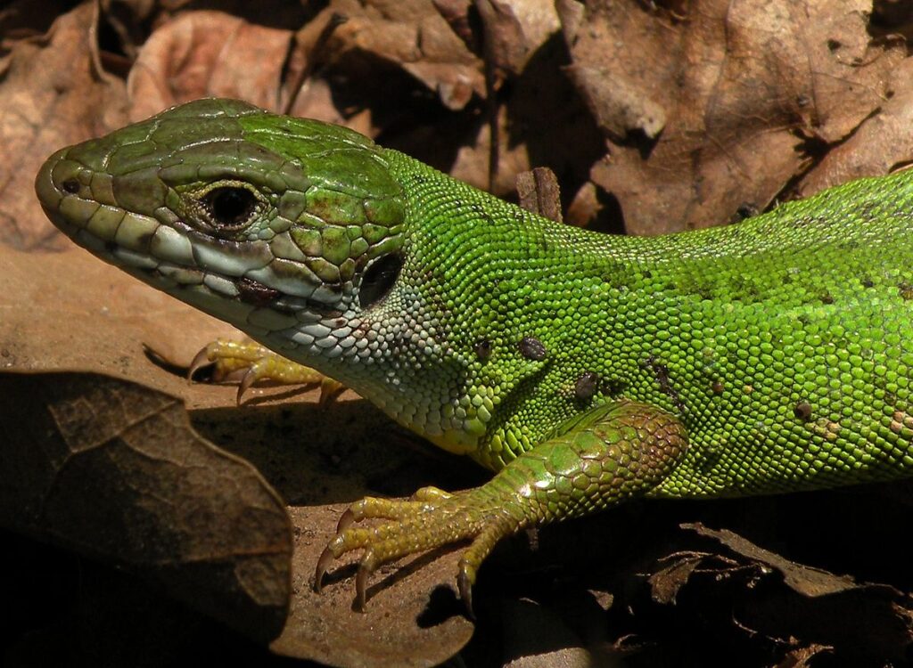 Signs of Poor Habitat Hygiene in Exotic Pets