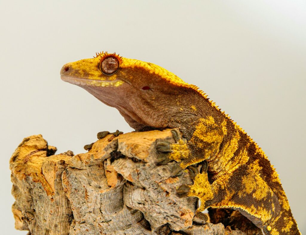a yellow and brown gecko sitting on top of a tree stump