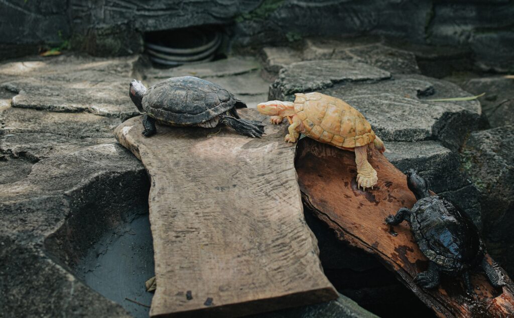 The Reptile Extinction Crisis