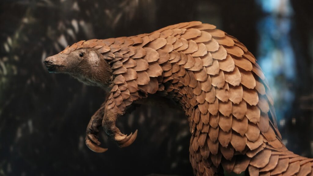 5. Pangolins - The Most Trafficked Mammals on Earth