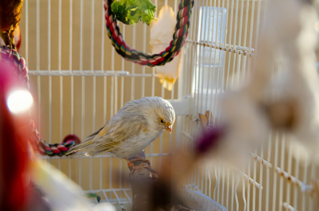 Creating Environmental Enrichment Beyond Toys