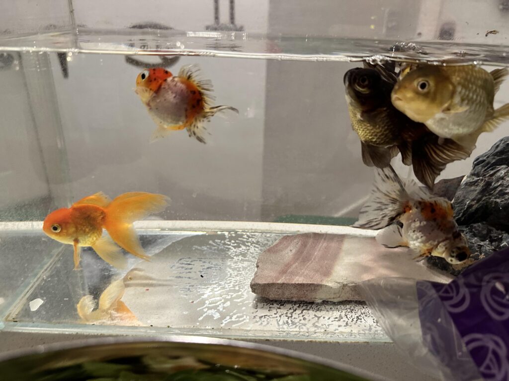 Adjusting Feeding Routines During Integration