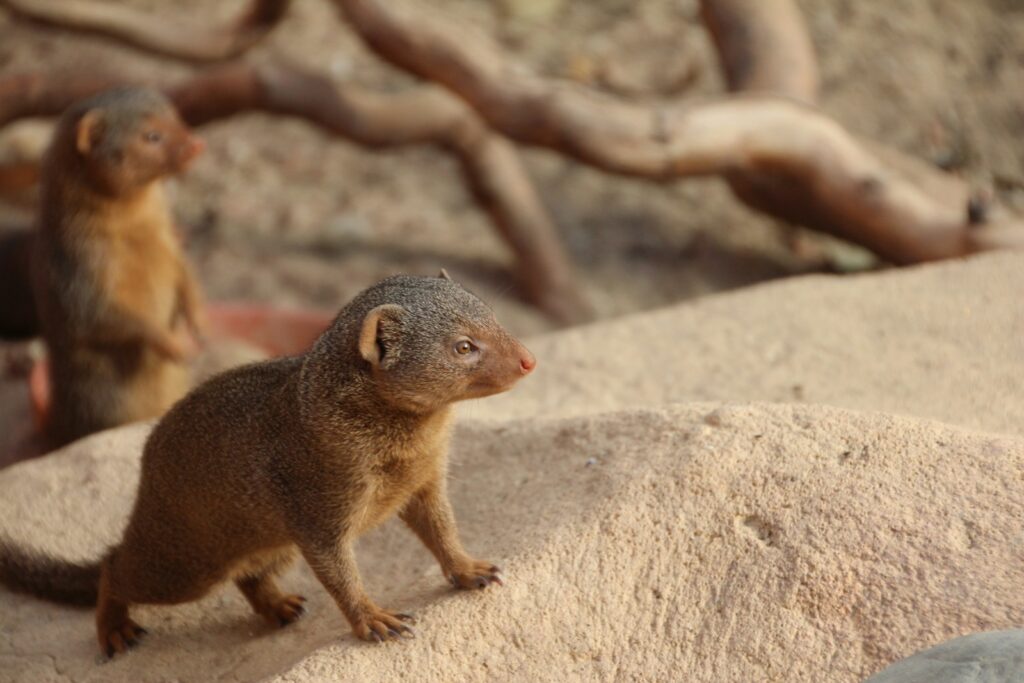 mongoose on top of the stone