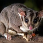 shallow focus photography of gray 4-legged animal