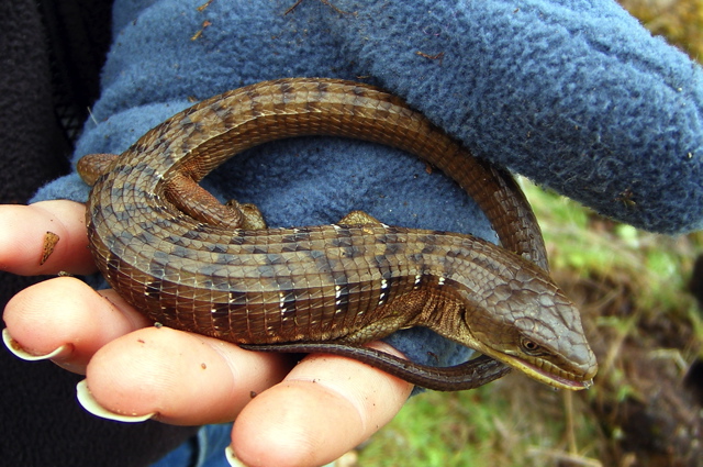 Northern Alligator Lizard: Cool Forest Specialist