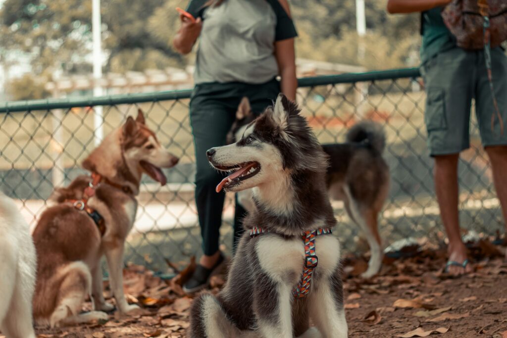 Educating Others About Responsible Pet Ownership
