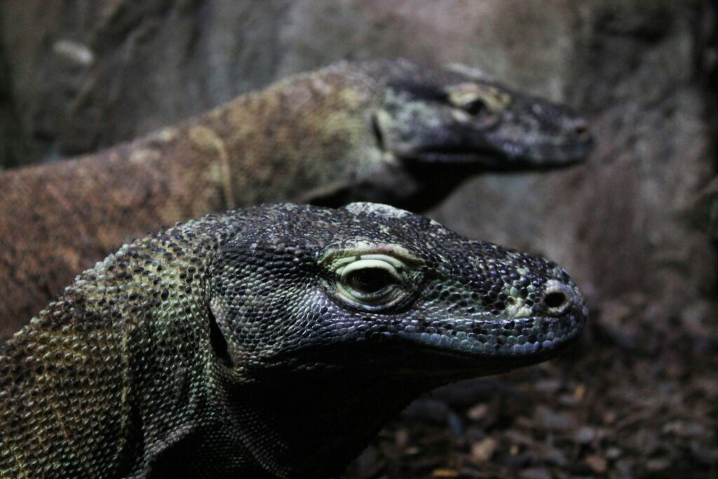 gray and black Komodo dragons on brown soil