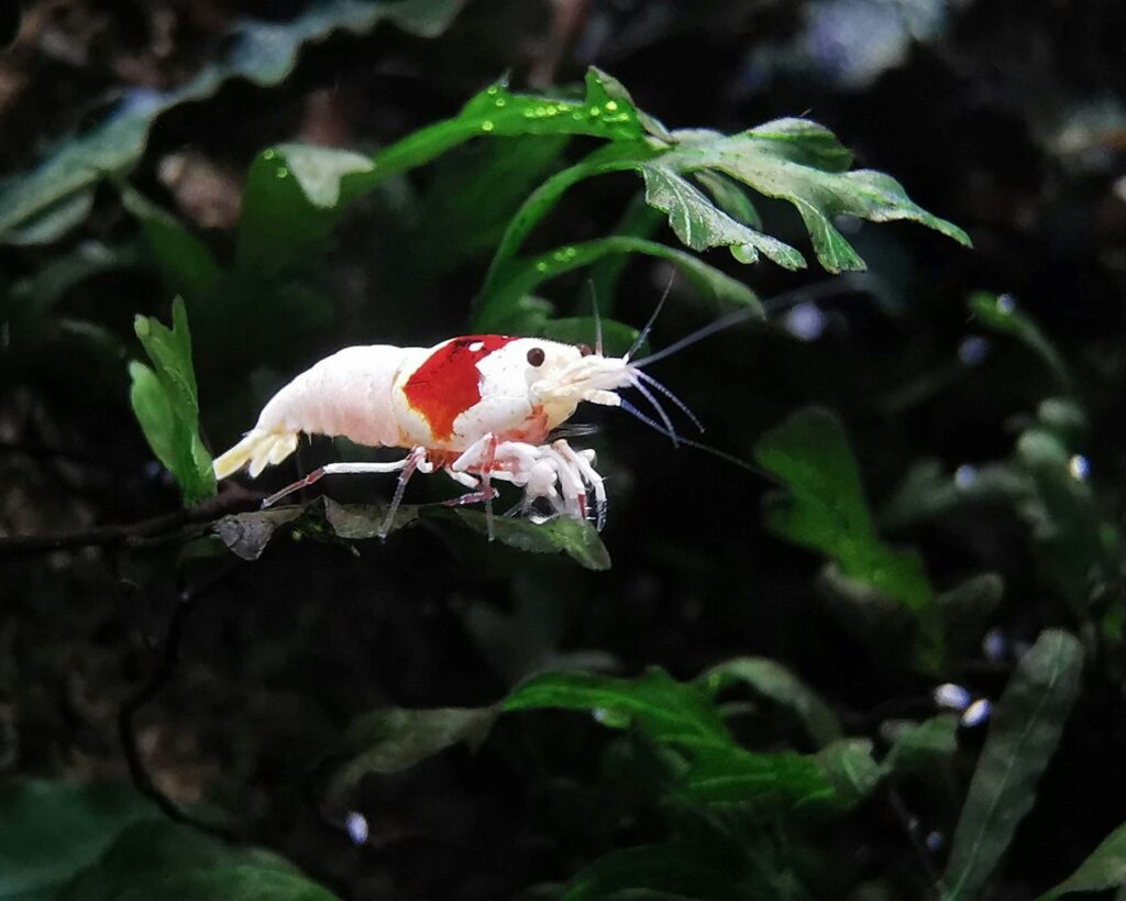 a red and white insect sitting on top of a leaf