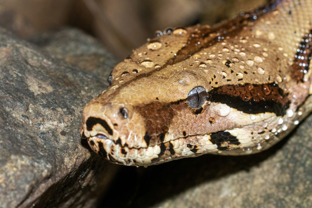 A close up of a snake on a rock
